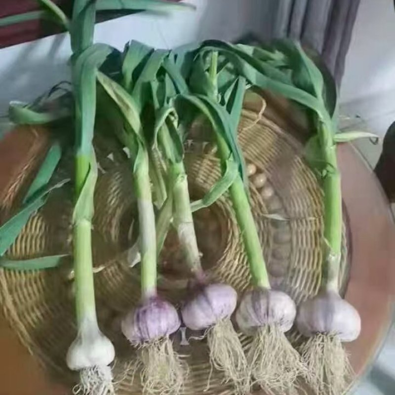 精品红根蒜苗红根蒜苗，水洗蒜苗，大量有货