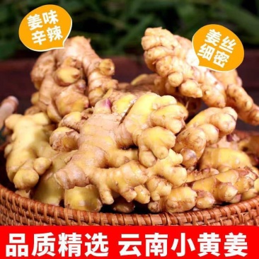 云南高山小黄姜新鲜生姜批发现挖嫩姜新姜老姜月子姜