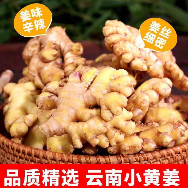 云南高山小黄姜新鲜生姜批发现挖嫩姜新姜老姜月子姜