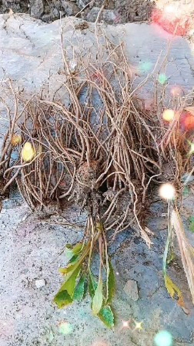 苍术苗，多年生草本植物，秋天开白色或淡红色的花