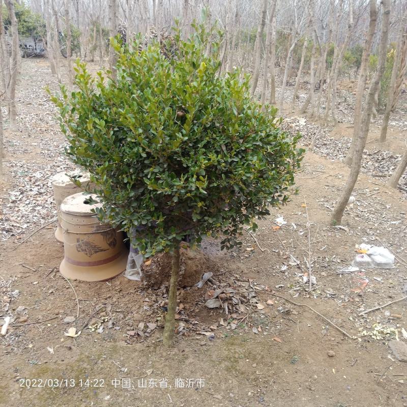销售黄杨球:苗圃直销处理冠幅120cm小叶黄杨球，