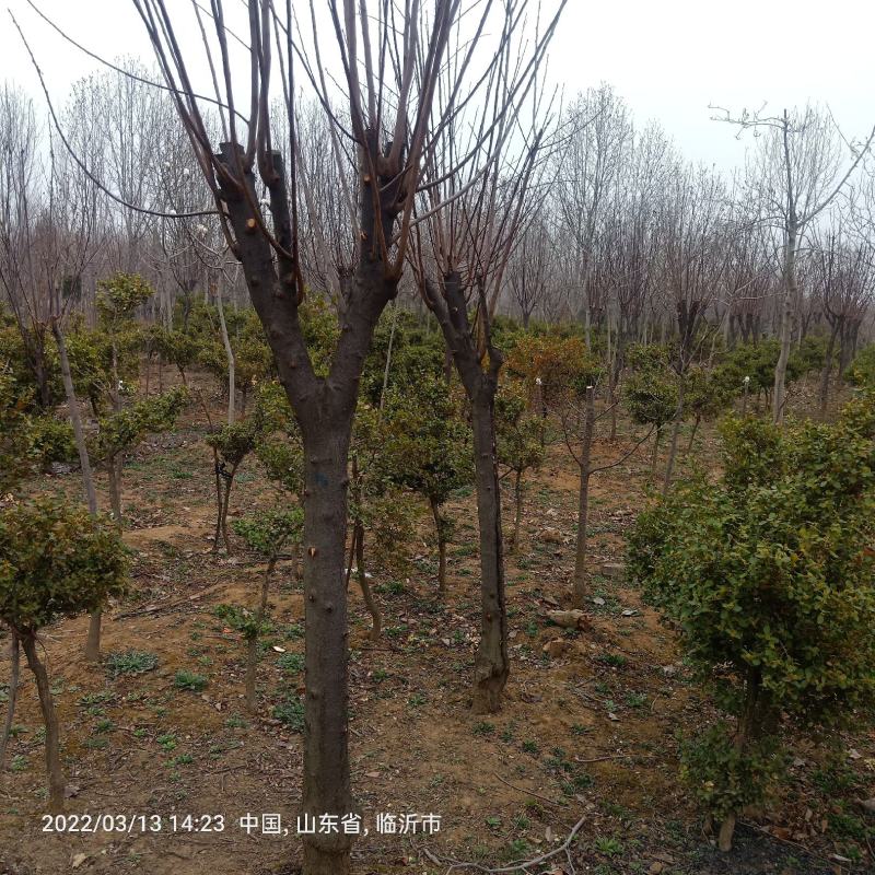 销售黄杨球:苗圃直销处理冠幅120cm小叶黄杨球，
