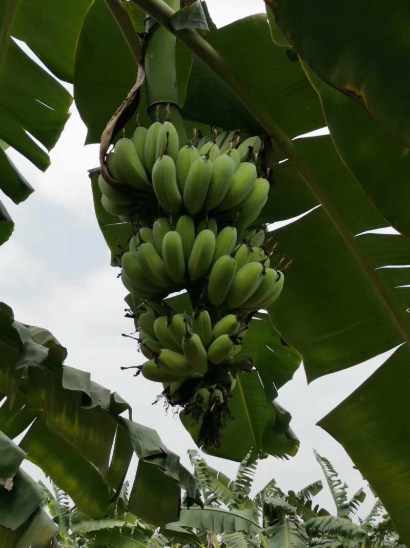 广西小米蕉新鲜香蕉应季水果包邮现摘现发