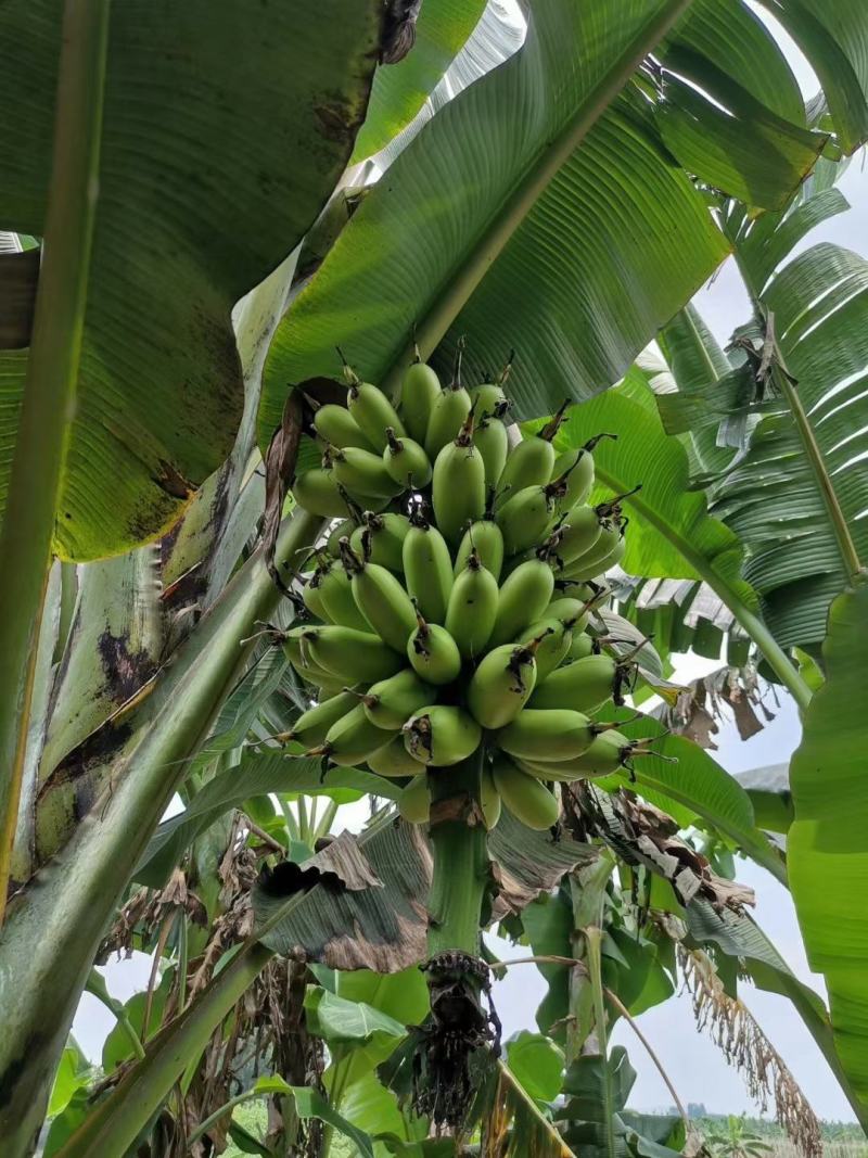 广西小米蕉新鲜香蕉应季水果包邮现摘现发
