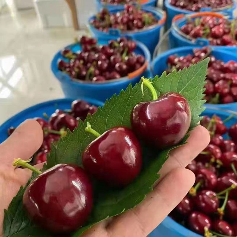 樱桃产地批发一手货源，货源充足，支持全国发货