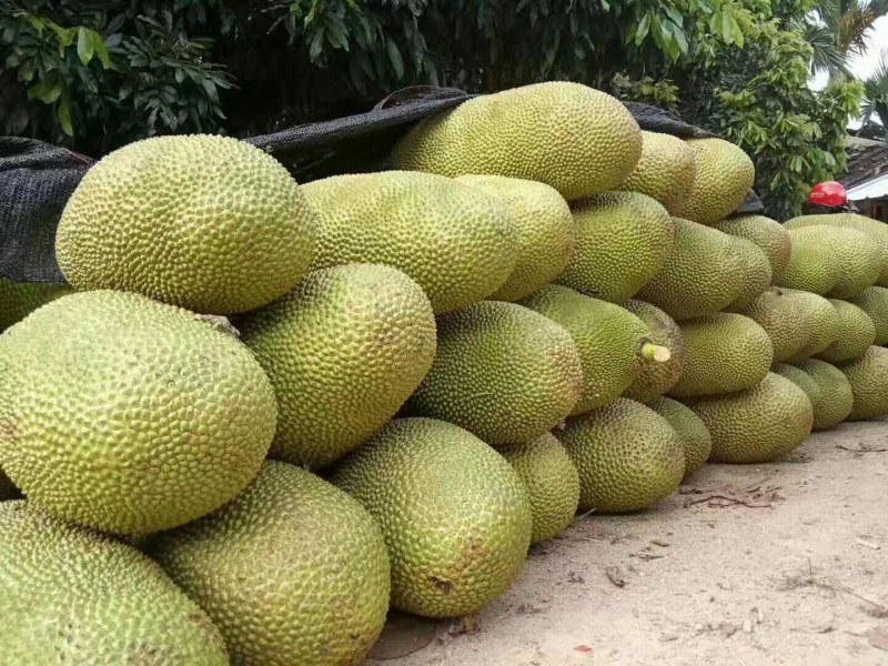 海南三亚菠萝蜜源头精品大果干苞黄肉现摘现发品质好
