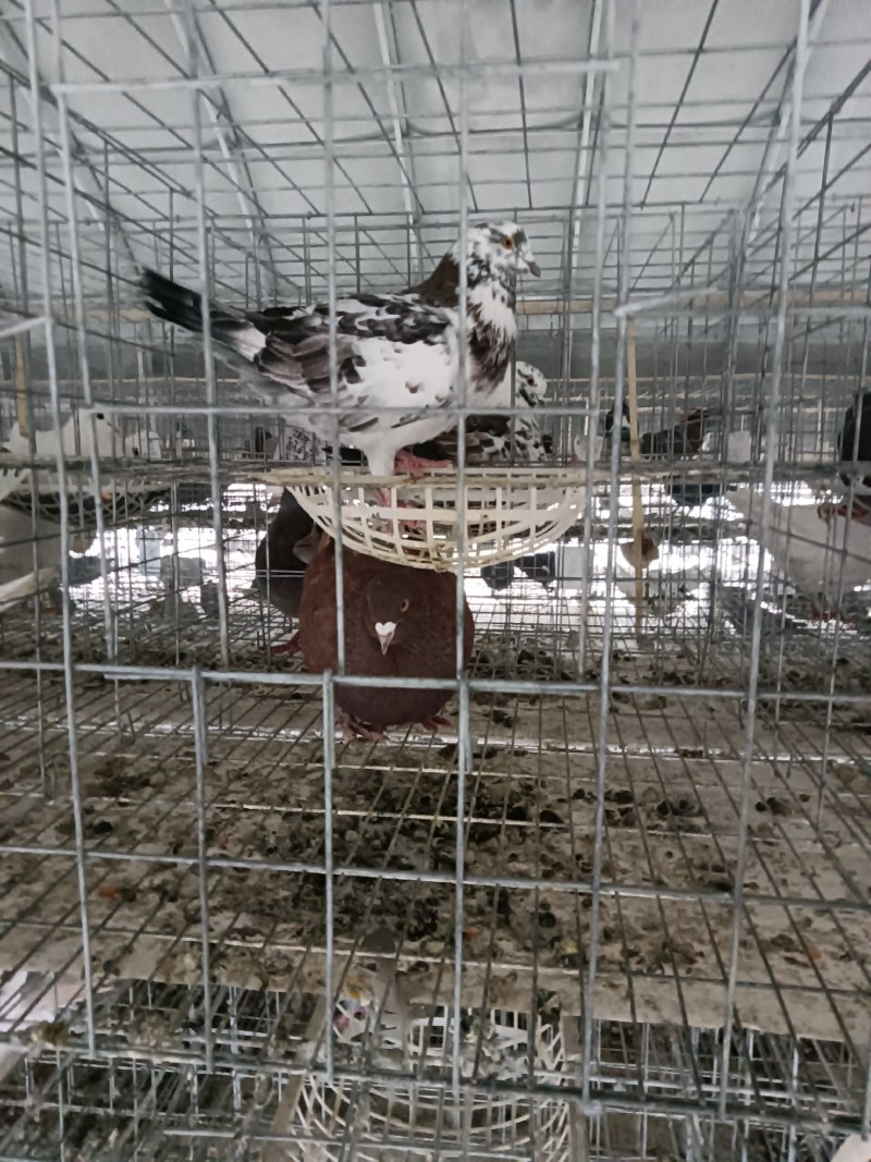 白条鸽养殖场常年供应老鸽子一手货，自产自销一件代发，