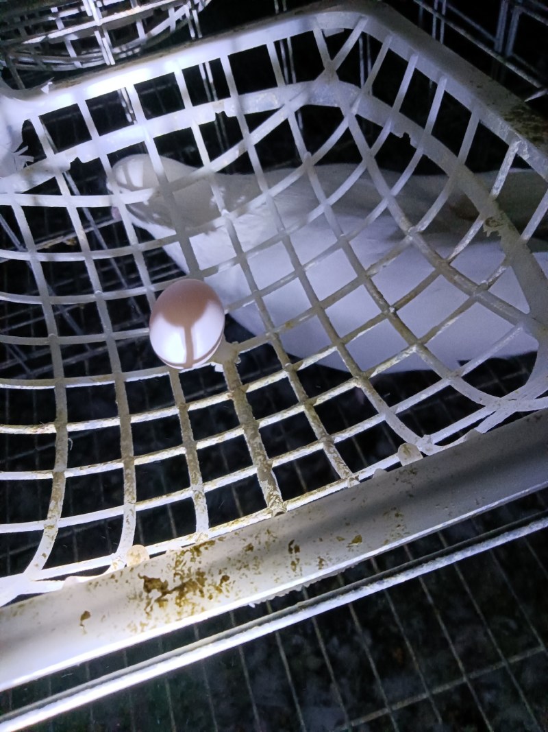 白条鸽养殖场常年供应老鸽子一手货，自产自销一件代发，