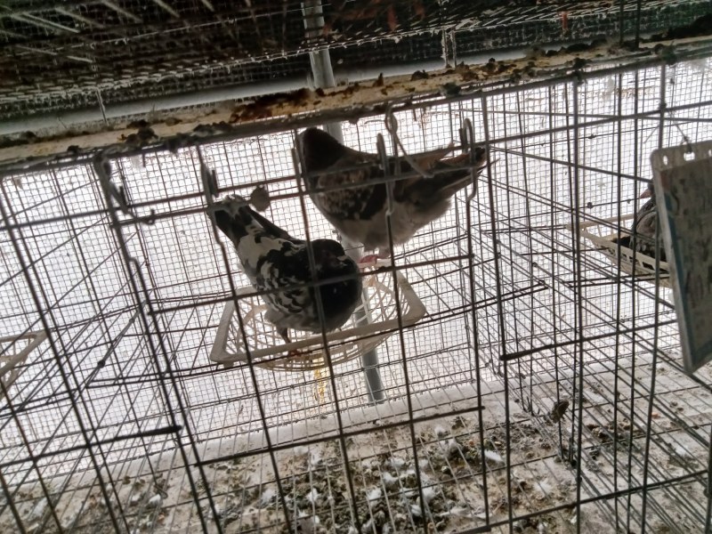 白条鸽养殖场常年供应老鸽子一手货，自产自销一件代发，