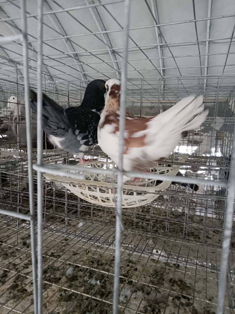 白条鸽养殖场常年供应老鸽子一手货，自产自销一件代发，