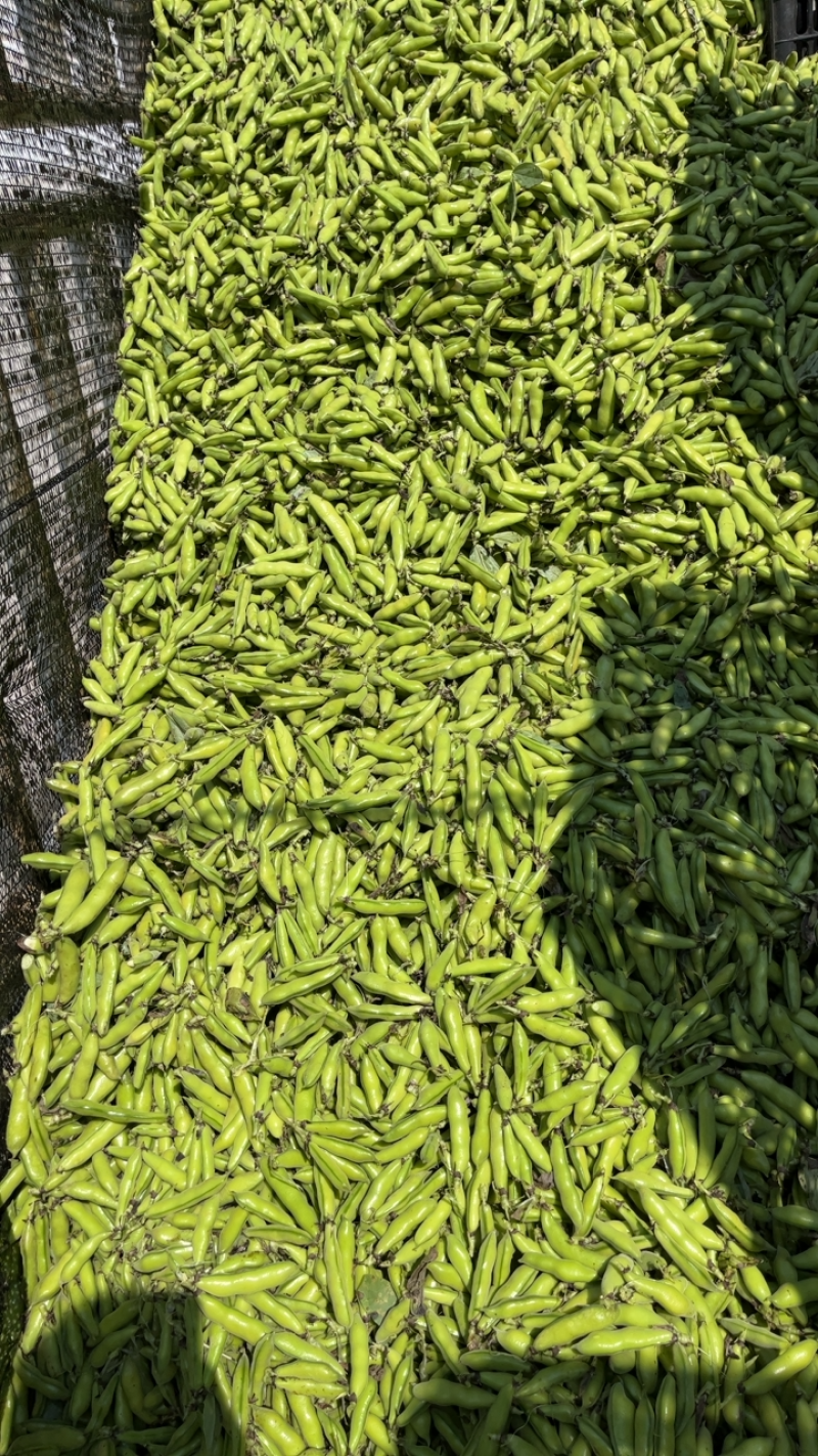 新鲜蚕豆