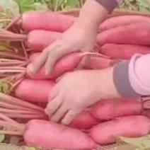 红皮萝卜水果萝卜大量上市