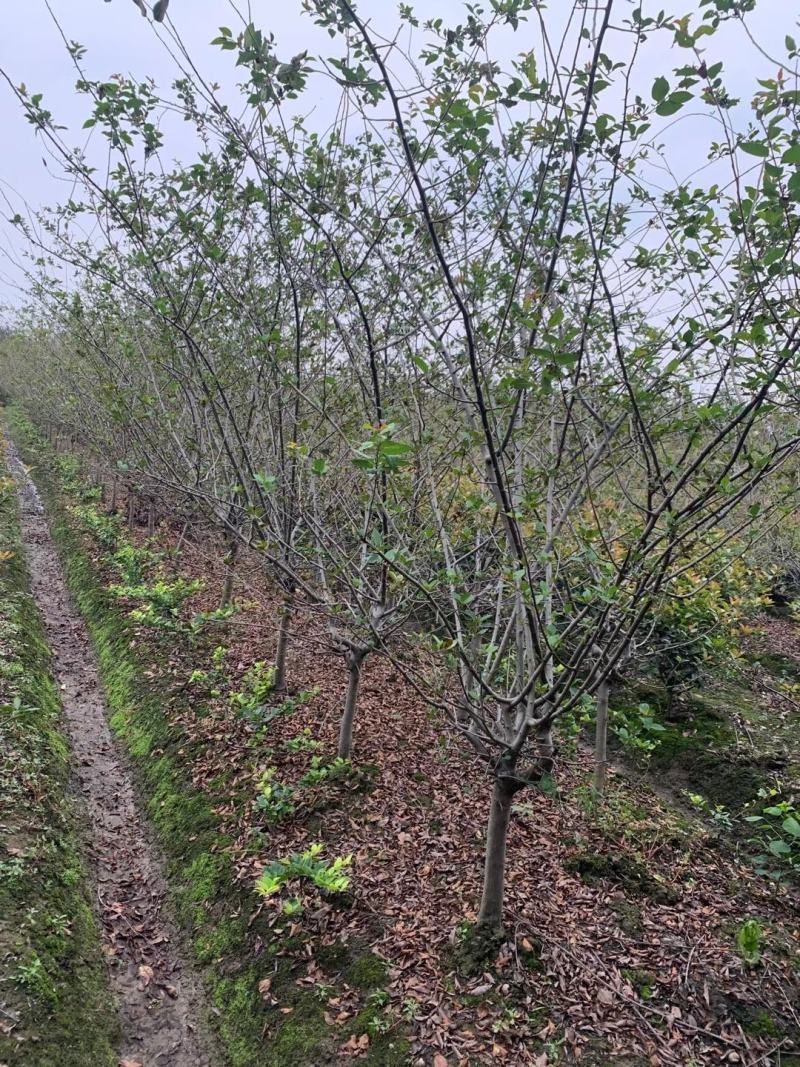 精品垂丝海棠5-6公分，处理中………