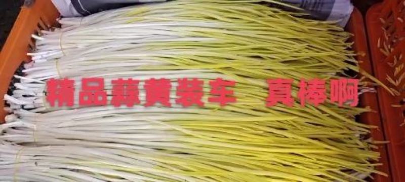 精品蒜黄