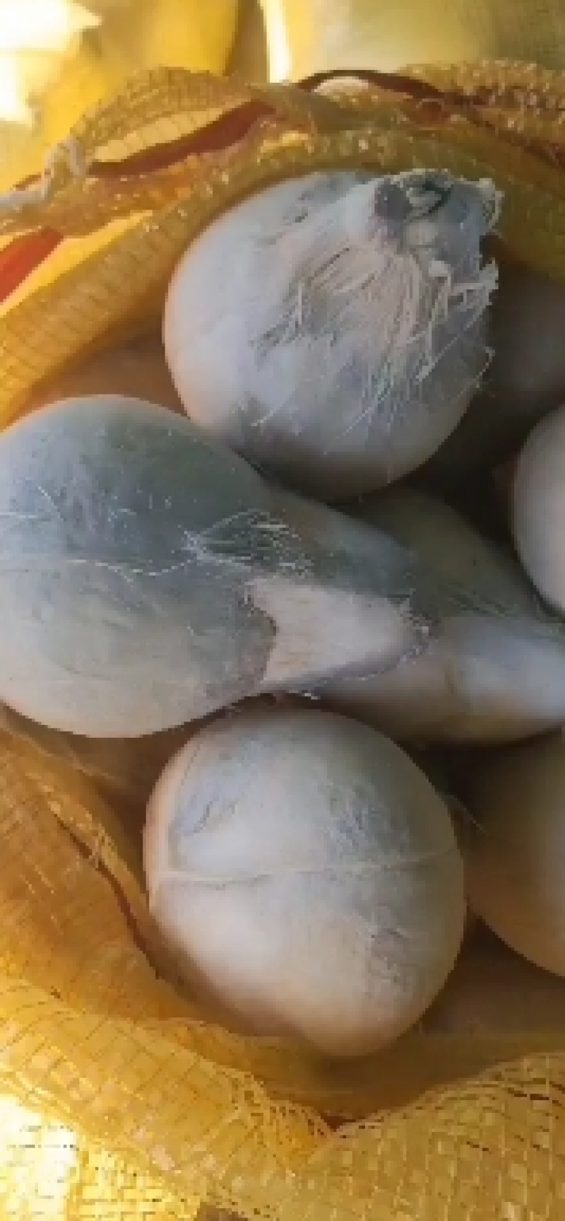 热销海南椰子长期有货原地直发量大优惠