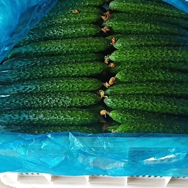 大量新鲜黄瓜出售