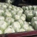 东台精品大白菜大量上市黄心大白菜