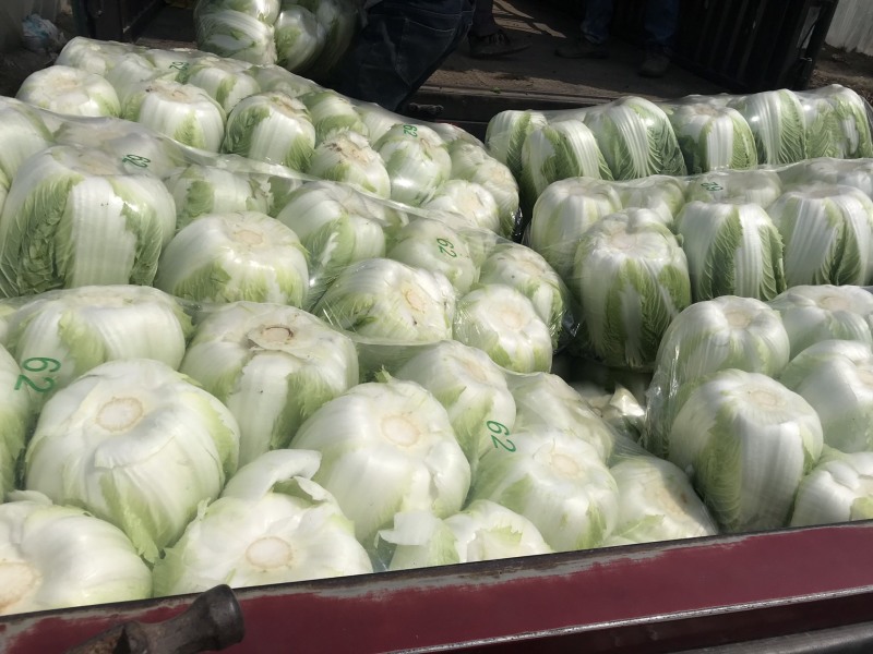 东台精品大白菜大量上市黄心大白菜