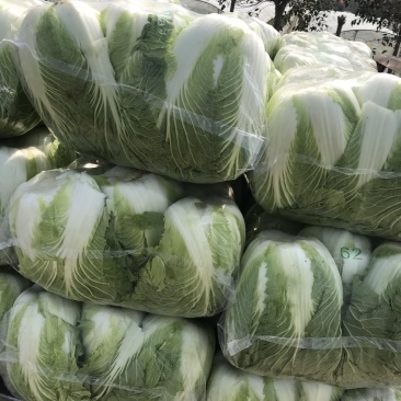 东台精品大白菜大量上市黄心大白菜