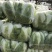 东台精品大白菜大量上市黄心大白菜