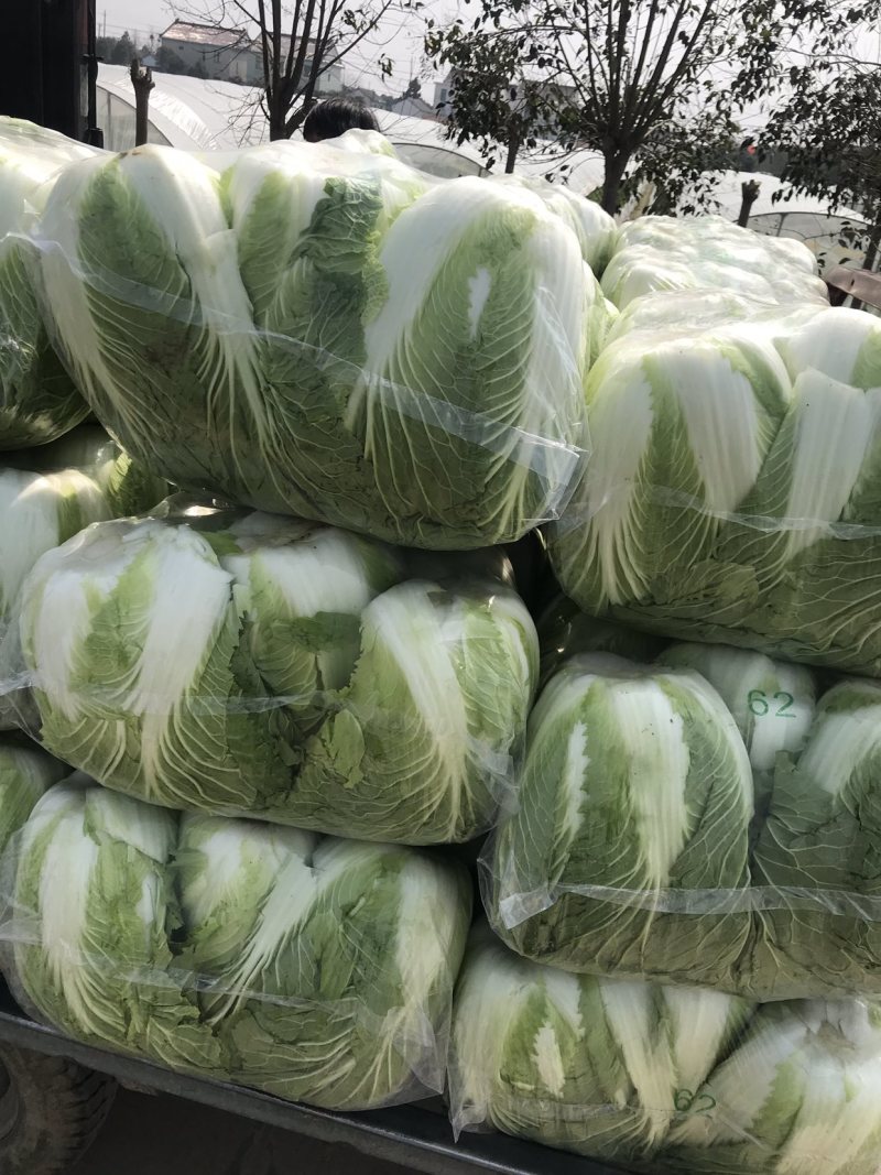东台精品大白菜大量上市黄心大白菜