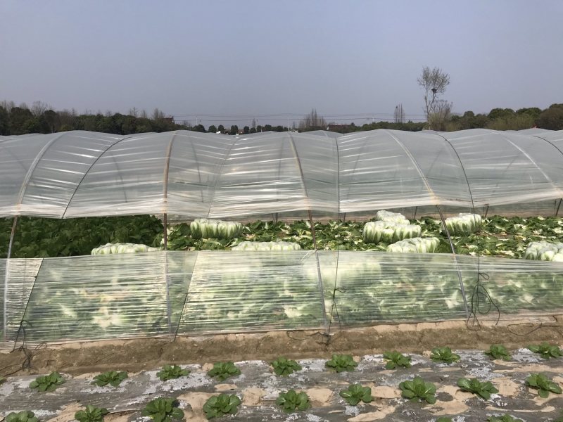 东台精品大白菜大量上市黄心大白菜