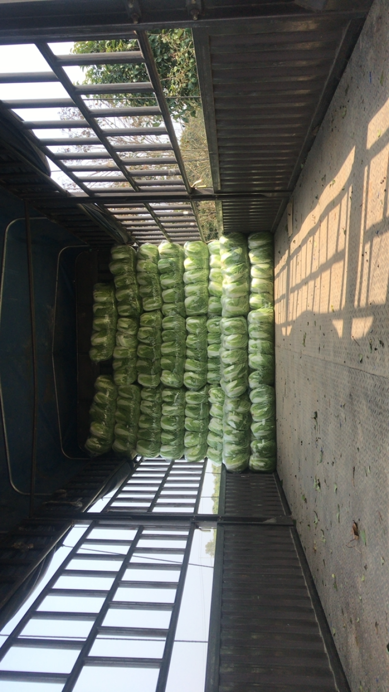 东台精品大白菜大量上市黄心大白菜