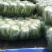 东台精品大白菜大量上市黄心大白菜