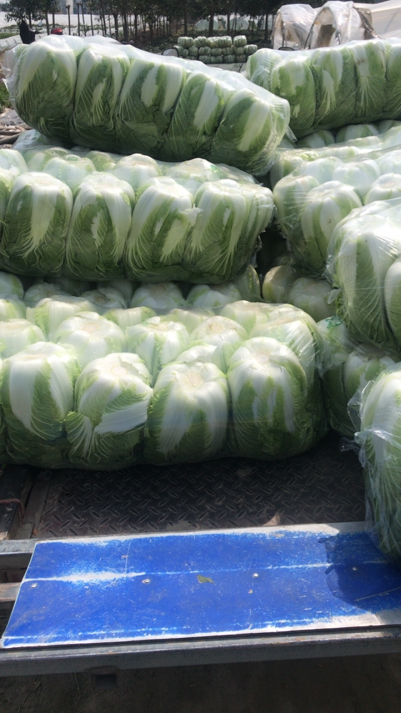 东台精品大白菜大量上市黄心大白菜