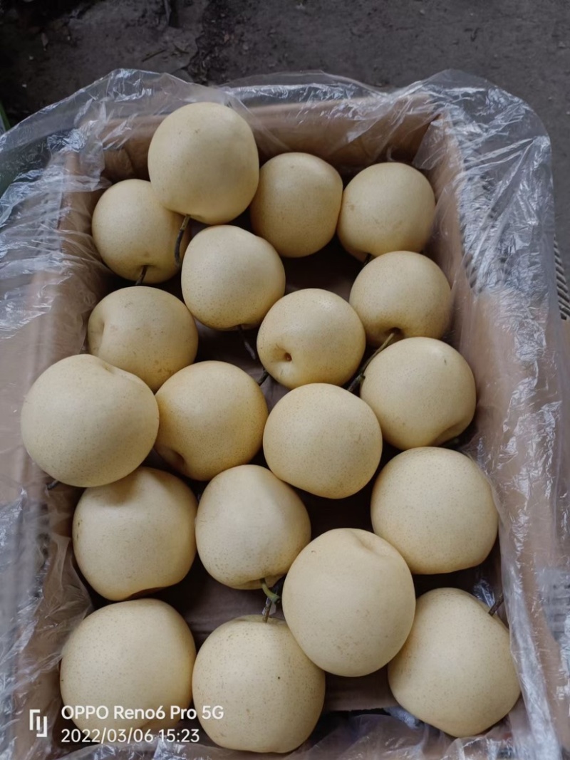 （精品）赵县皇冠梨产地直供适合电商超市市场零