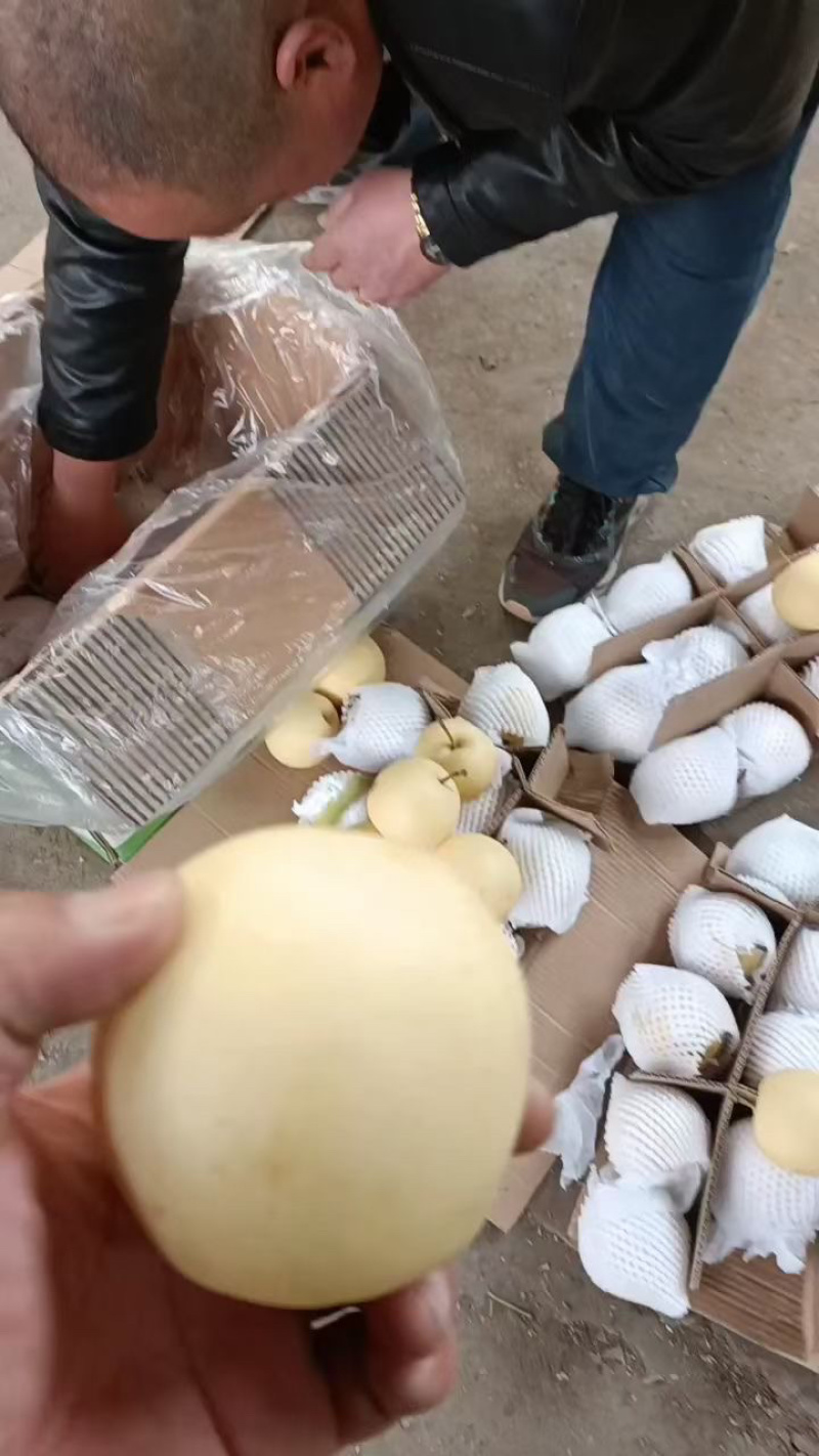 （精品）赵县皇冠梨产地直供适合电商超市市场零