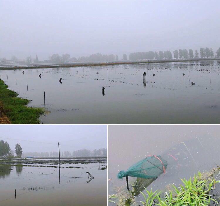 小龙虾捕捉示意图