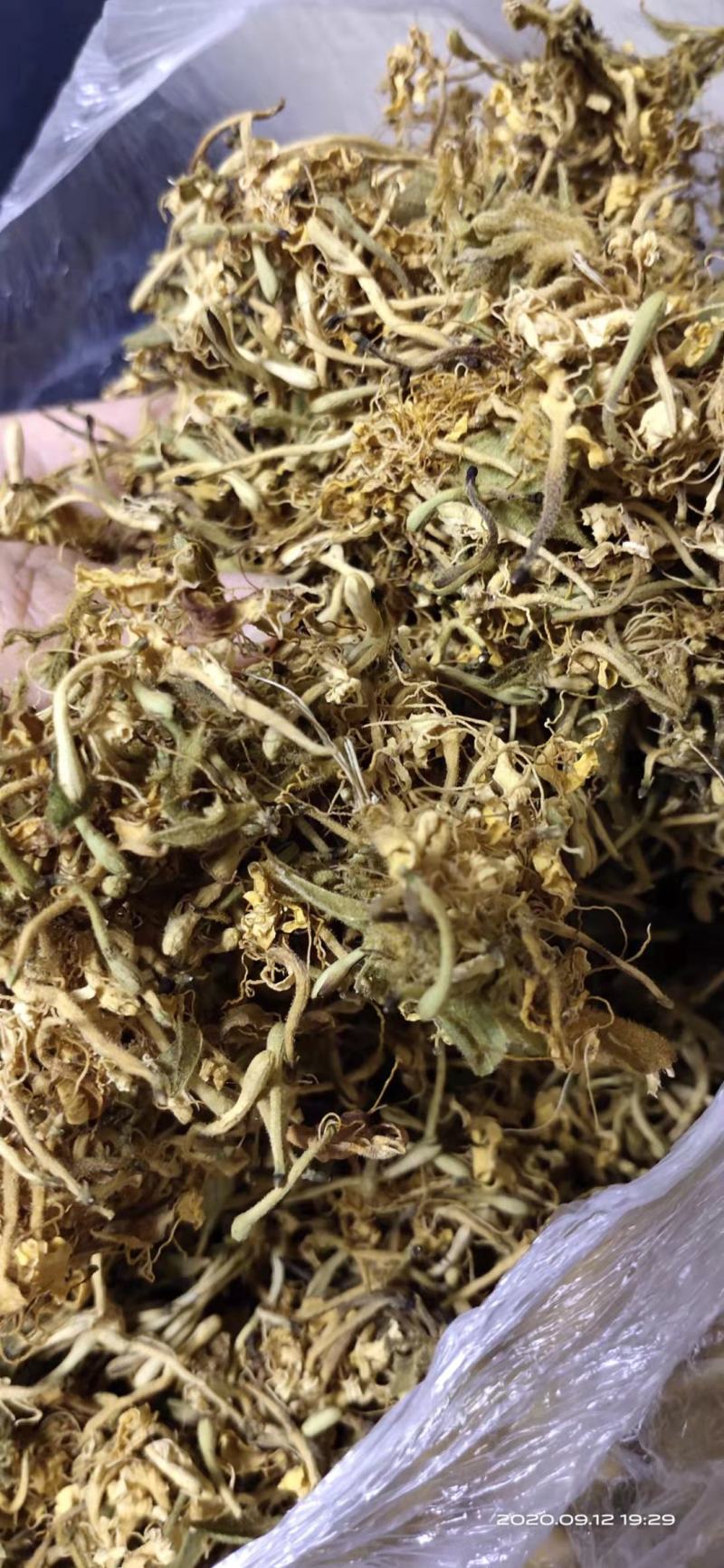 贵州野生藤型金银花有绒毛，可药用，泡茶微苦清香甘甜中药材
