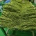 精品贡菜干，云南大理高原贡菜！精品10公分段定制