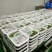精品贡菜干，云南大理高原贡菜！精品10公分段定制
