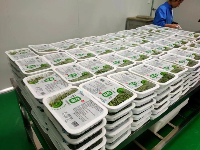 精品贡菜干，云南大理高原贡菜！精品10公分段定制