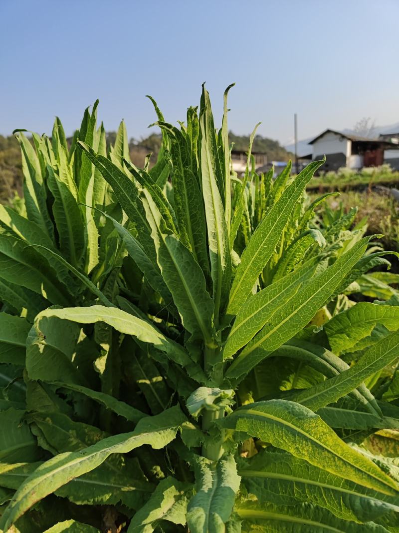 精品贡菜干，云南大理高原贡菜！精品10公分段定制