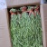 精品贡菜干，云南大理高原贡菜！精品10公分段定制