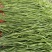 精品贡菜干，云南大理高原贡菜！精品10公分段定制