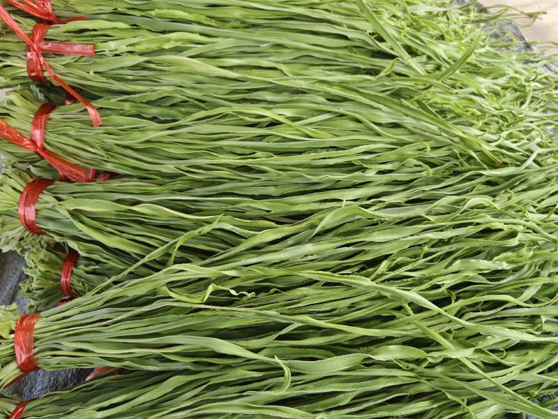 精品贡菜干，云南大理高原贡菜！精品10公分段定制
