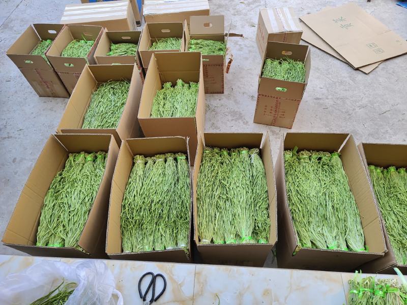 精品贡菜干，云南大理高原贡菜！精品10公分段定制
