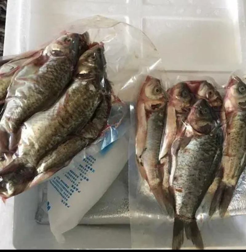 鲫鱼