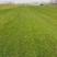 草坪基地批发草坪，百慕大草坪，四季青草坪，马尼拉草坪