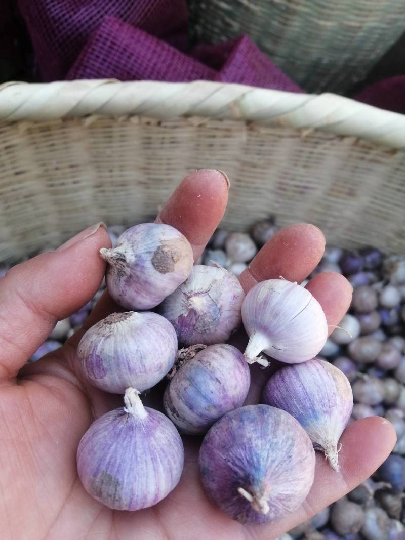 独头蒜促销2026年云南大理弥渡独头蒜，新蒜上市