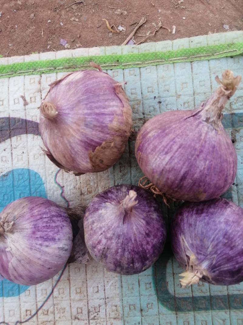 独头蒜促销2026年云南大理弥渡独头蒜，新蒜上市