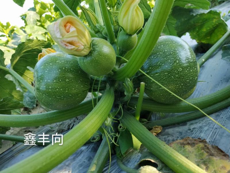 吉宝圆瓜小瓜圆西葫芦水果西葫芦早熟