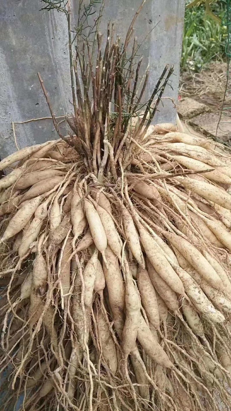 百部（对叶百部），多年生藤本，别名大叶百部
