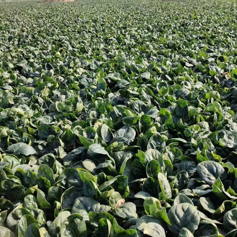 优质大叶菠菜，基地货源，大量供应脱水厂，市场，10吨起售