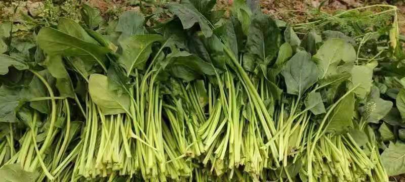 优质大叶菠菜，基地货源，大量供应脱水厂，市场，10吨起售
