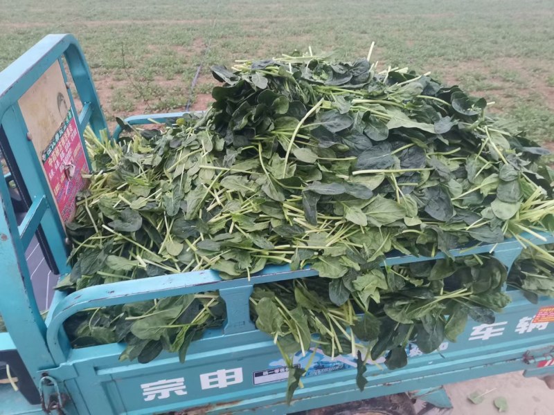 优质大叶菠菜，基地货源，大量供应脱水厂，市场，10吨起售